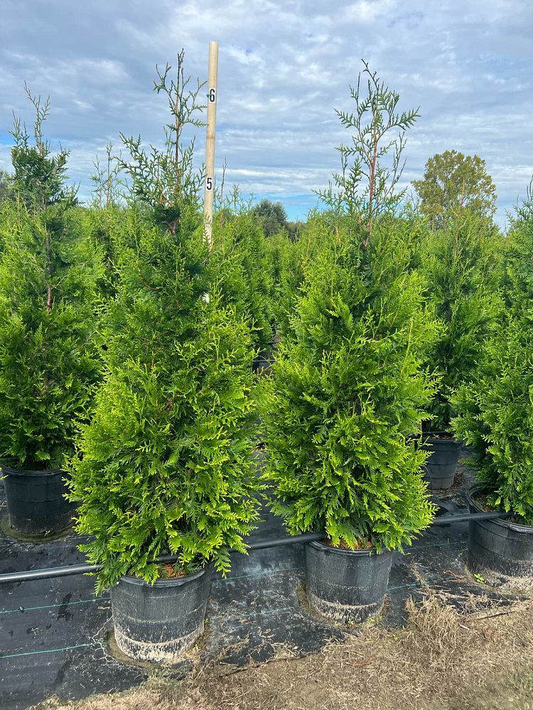 thuja-plicata-green-giant-western-red-cedar-giant-arborvitae