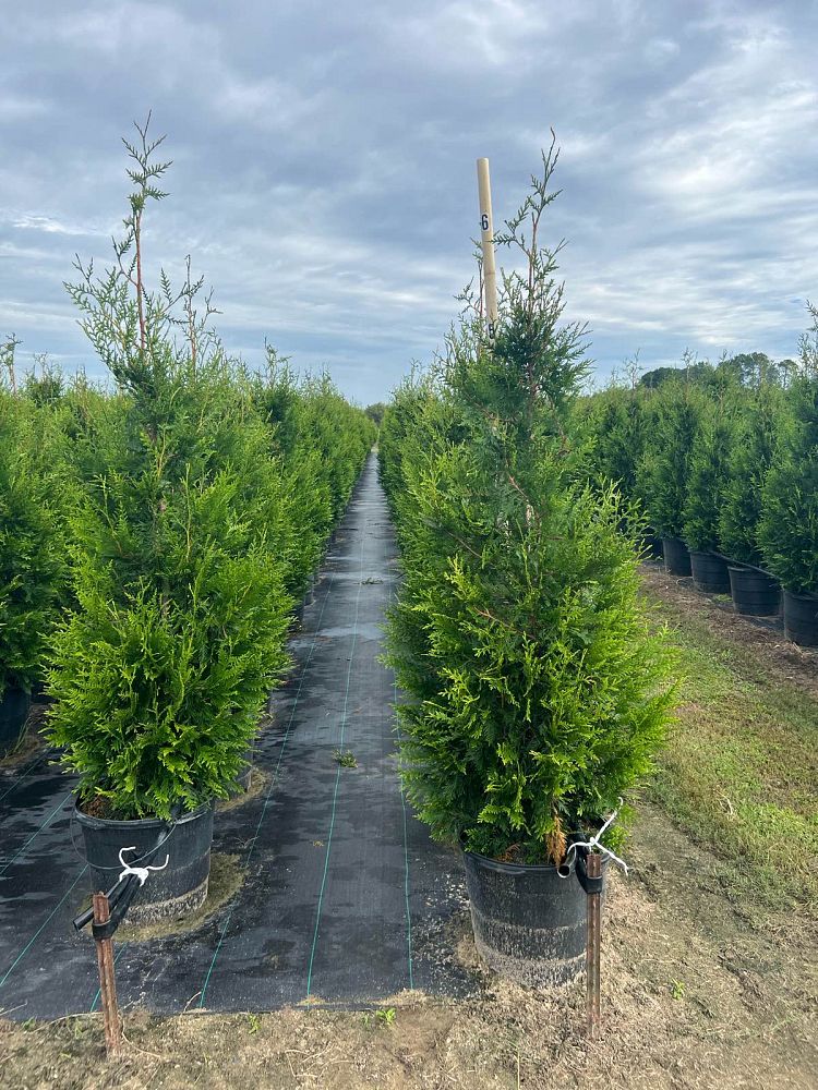 thuja-plicata-green-giant-western-red-cedar-giant-arborvitae