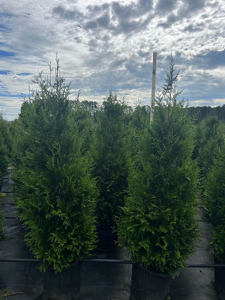 thuja-plicata-green-giant-western-red-cedar-giant-arborvitae