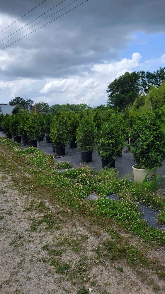 thuja-plicata-green-giant-western-red-cedar-giant-arborvitae
