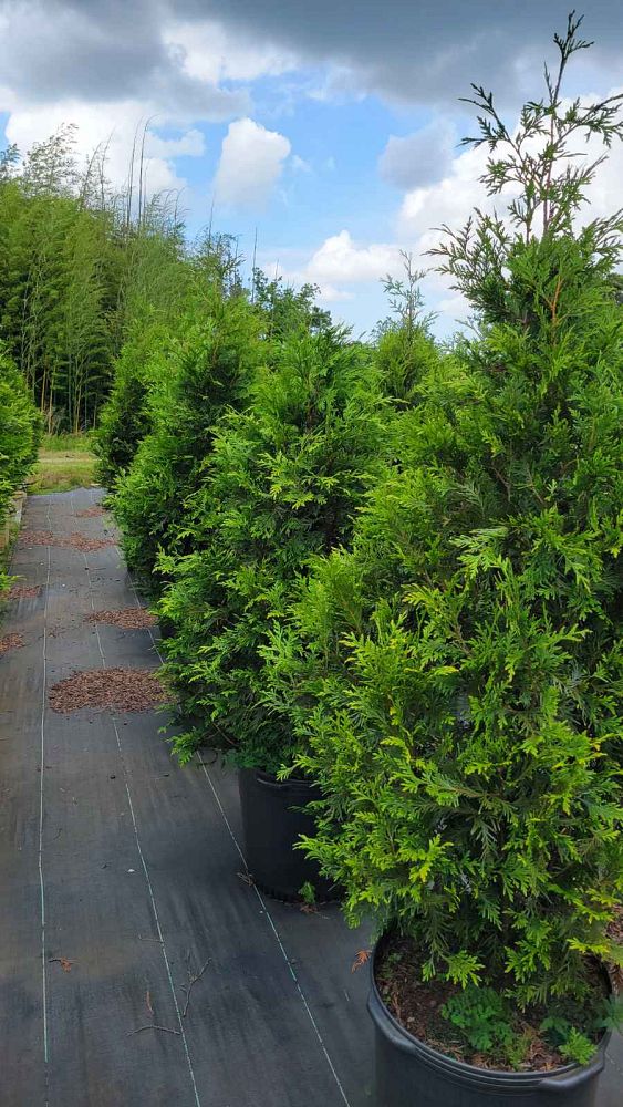 thuja-plicata-green-giant-western-red-cedar-giant-arborvitae
