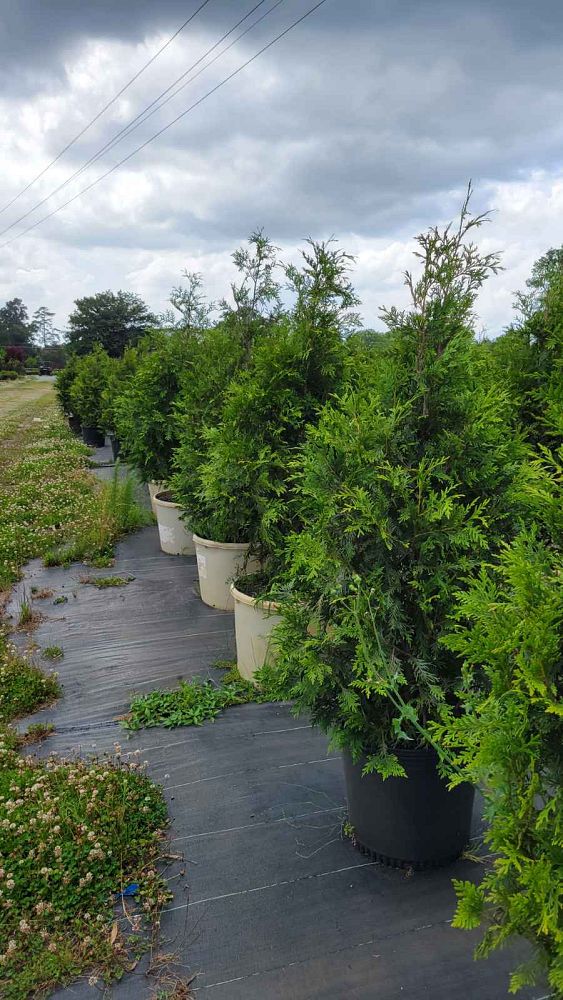 thuja-plicata-green-giant-western-red-cedar-giant-arborvitae