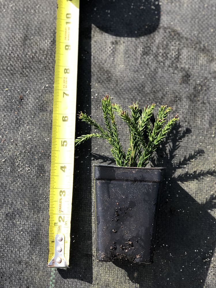 thuja-plicata-green-giant-western-red-cedar-giant-arborvitae