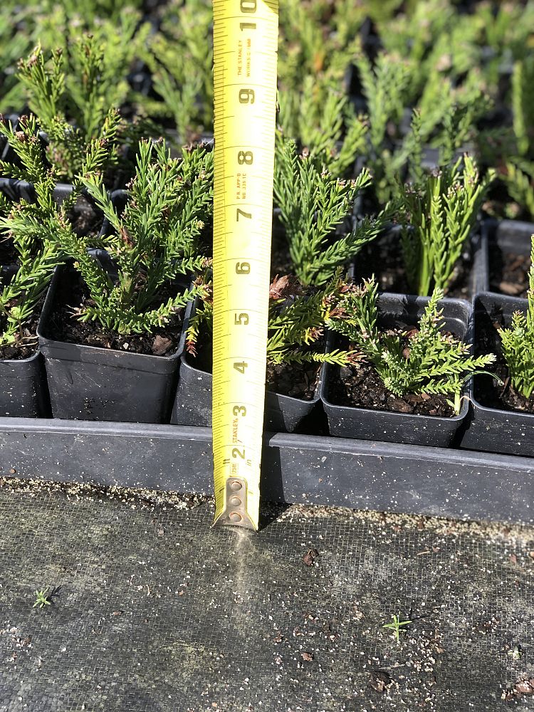 thuja-plicata-green-giant-western-red-cedar-giant-arborvitae