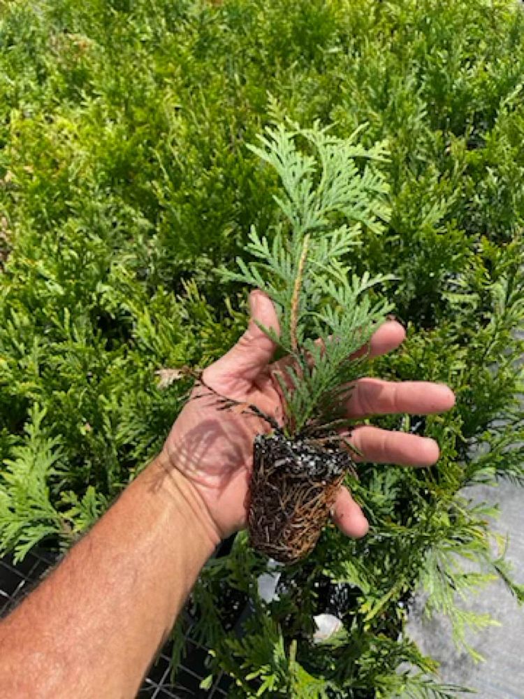 thuja-plicata-green-giant-western-red-cedar-giant-arborvitae