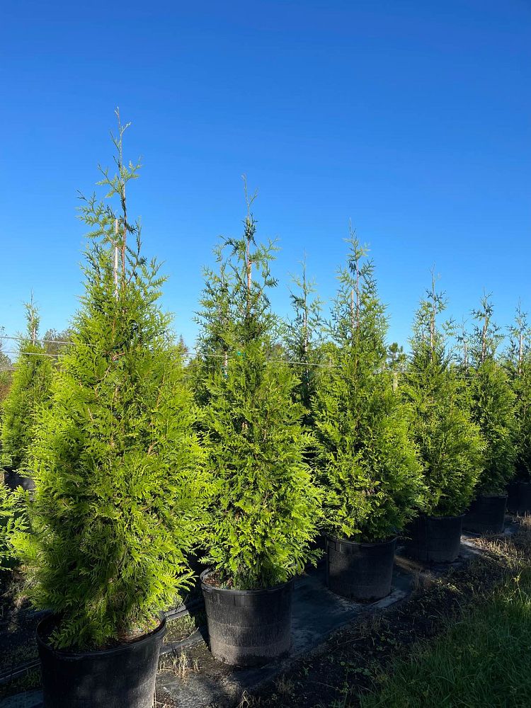 thuja-plicata-green-giant-western-red-cedar-giant-arborvitae