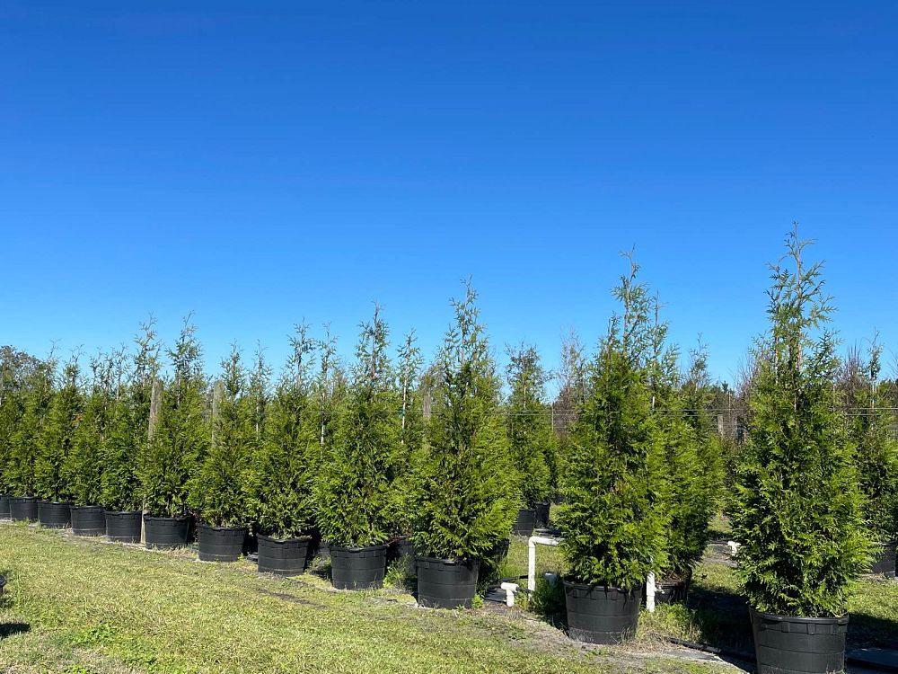 thuja-plicata-green-giant-western-red-cedar-giant-arborvitae