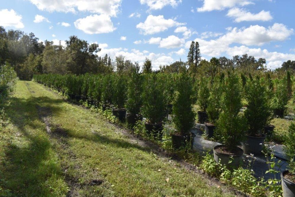 thuja-plicata-green-giant-western-red-cedar-giant-arborvitae