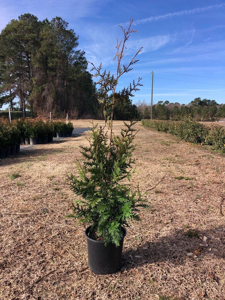 thuja-plicata-green-giant-western-red-cedar-giant-arborvitae