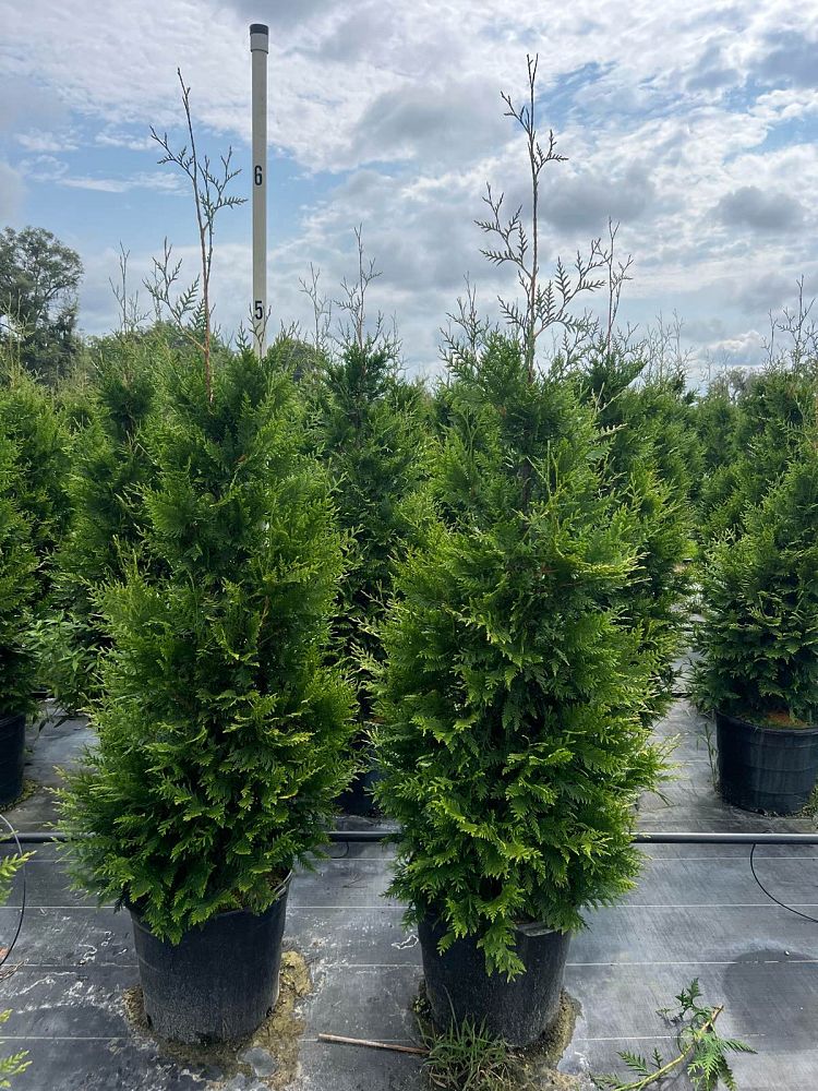 thuja-plicata-green-giant-western-red-cedar-giant-arborvitae