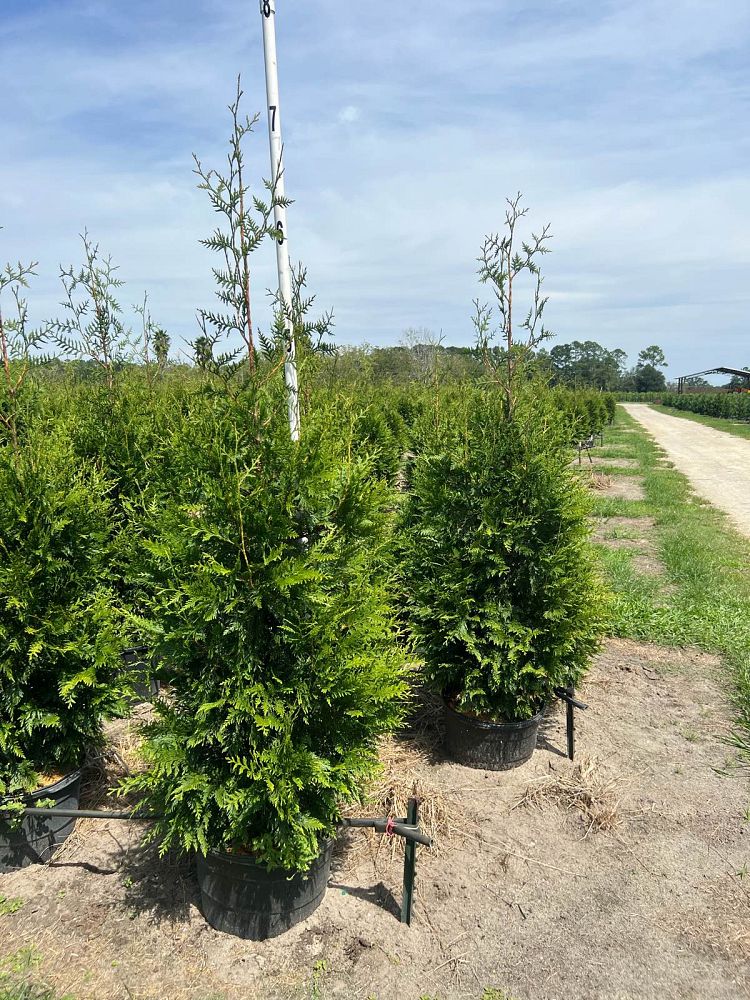 thuja-plicata-green-giant-western-red-cedar-giant-arborvitae