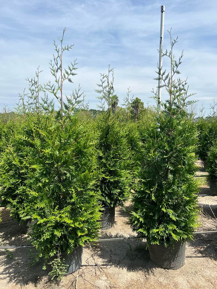 thuja-plicata-green-giant-western-red-cedar-giant-arborvitae