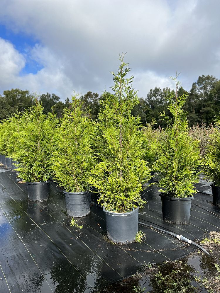 thuja-plicata-green-giant-western-red-cedar-giant-arborvitae