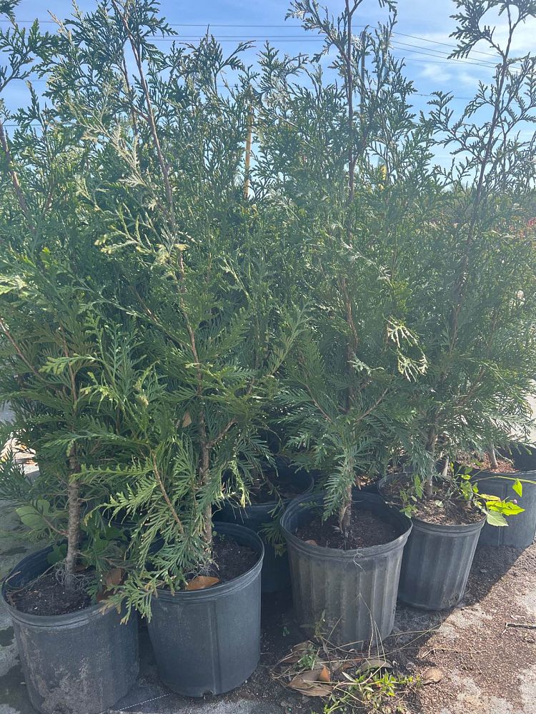 thuja-plicata-green-giant-western-red-cedar-giant-arborvitae