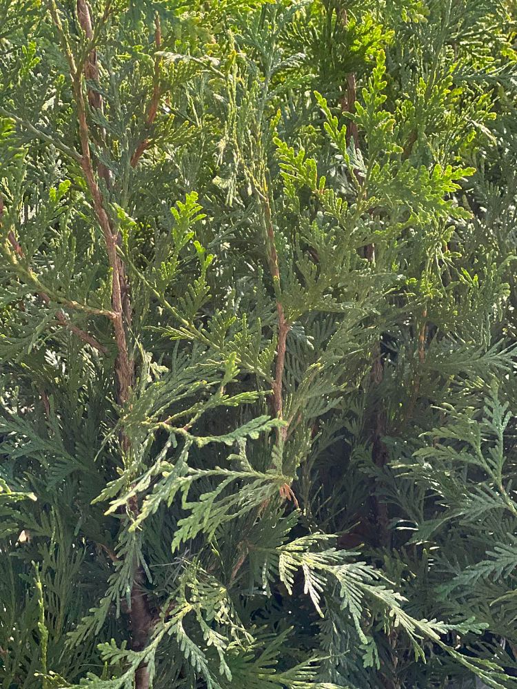 thuja-plicata-green-giant-western-red-cedar-giant-arborvitae