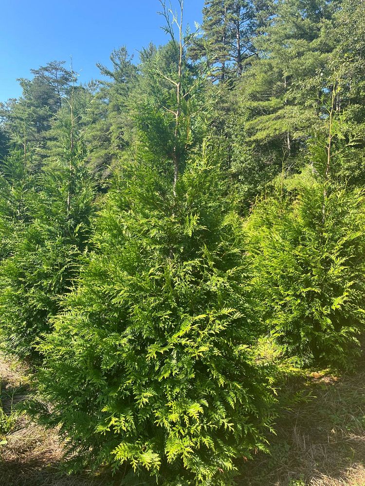 thuja-plicata-green-giant-western-red-cedar-giant-arborvitae