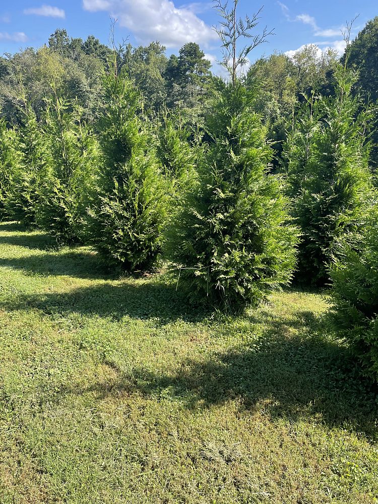 thuja-plicata-green-giant-western-red-cedar-giant-arborvitae