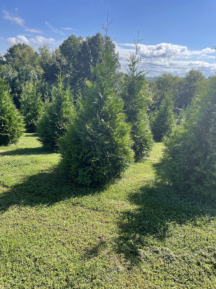 thuja-plicata-green-giant-western-red-cedar-giant-arborvitae