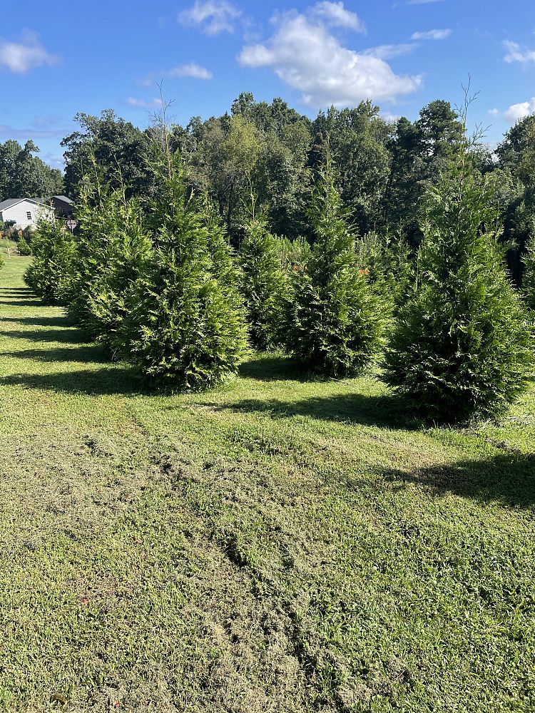 thuja-plicata-green-giant-western-red-cedar-giant-arborvitae