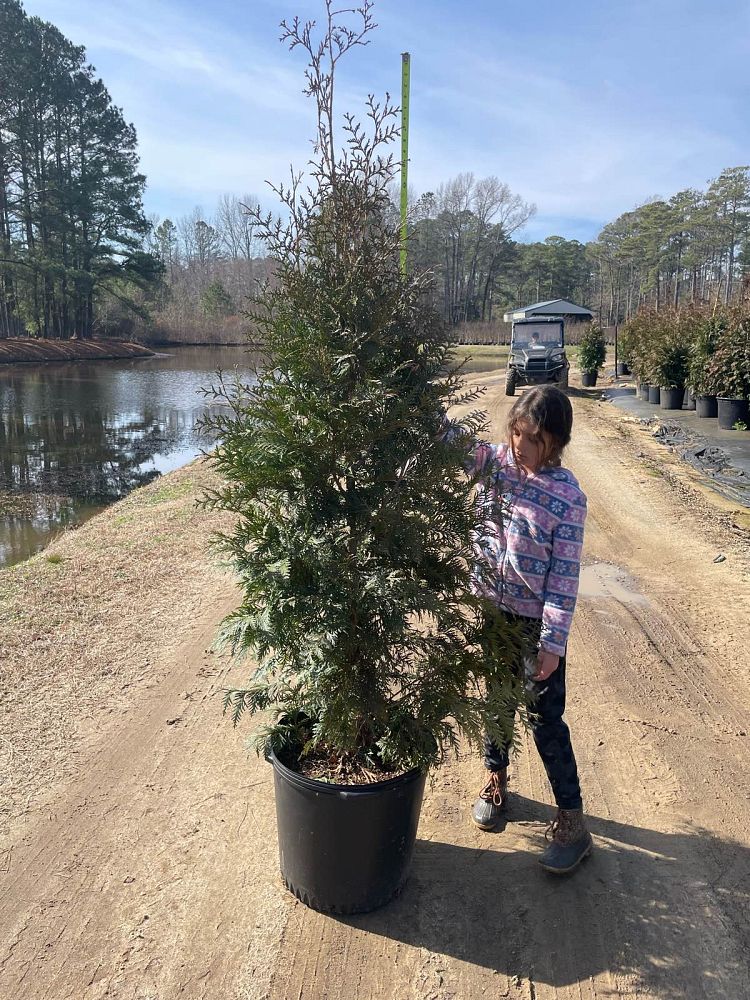 thuja-plicata-green-giant-western-red-cedar-giant-arborvitae