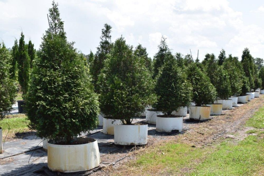 thuja-plicata-green-giant-western-red-cedar-giant-arborvitae