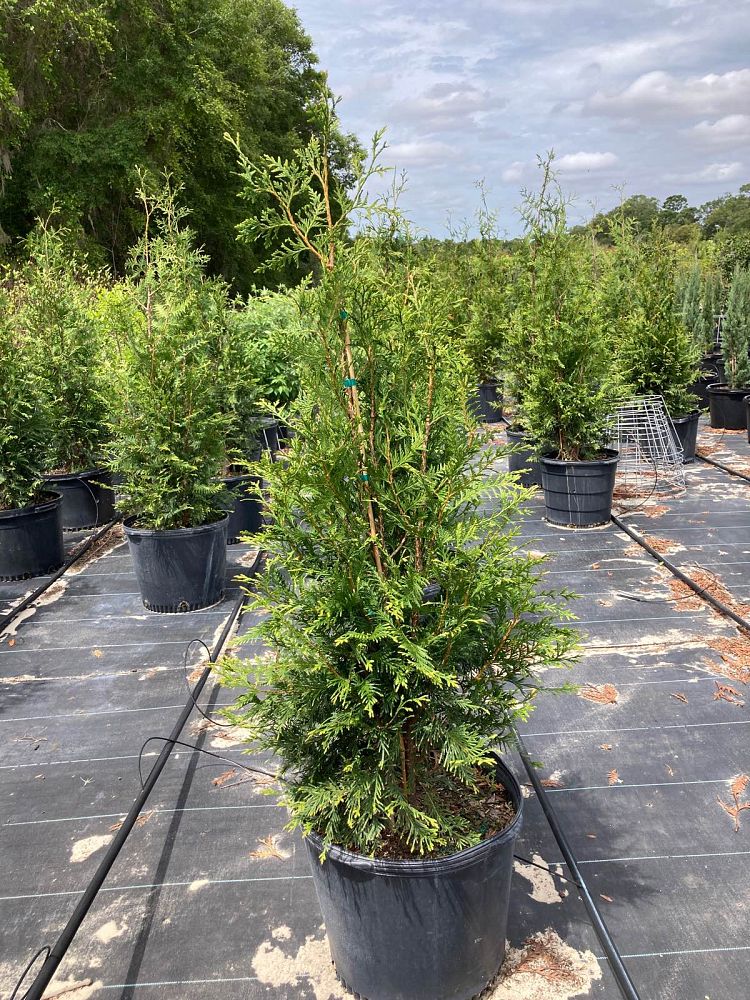 thuja-plicata-green-giant-western-red-cedar-giant-arborvitae