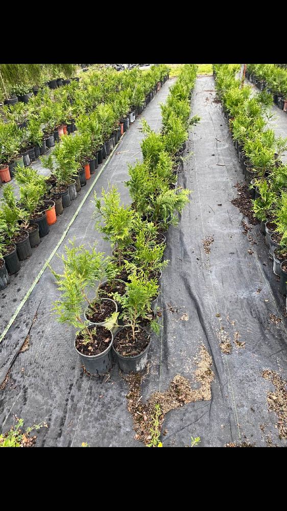 thuja-plicata-green-giant-western-red-cedar-giant-arborvitae