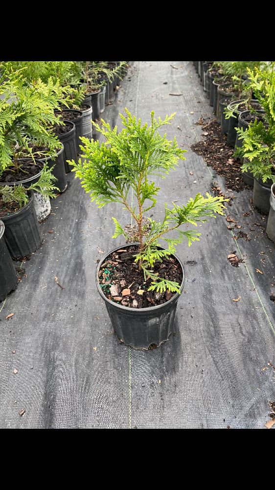 thuja-plicata-green-giant-western-red-cedar-giant-arborvitae