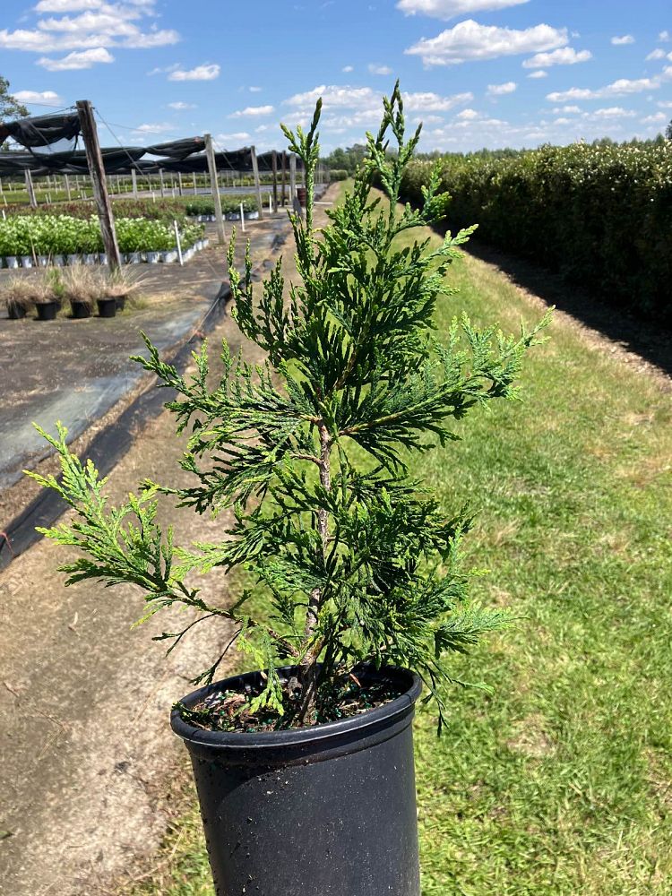 thuja-plicata-green-giant-western-red-cedar-giant-arborvitae