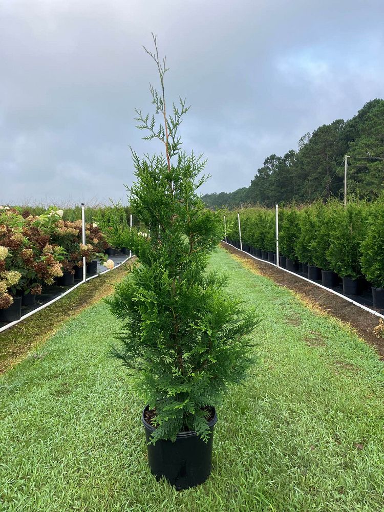 thuja-plicata-green-giant-western-red-cedar-giant-arborvitae