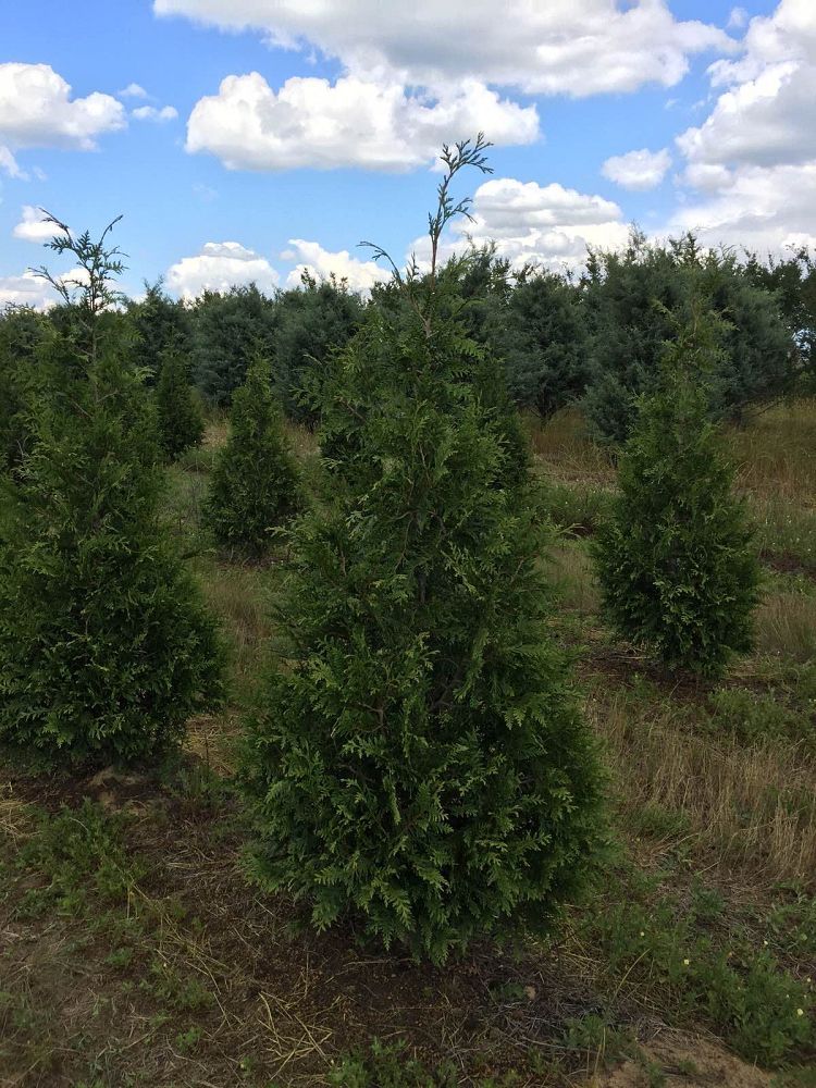 thuja-plicata-green-giant-western-red-cedar-giant-arborvitae