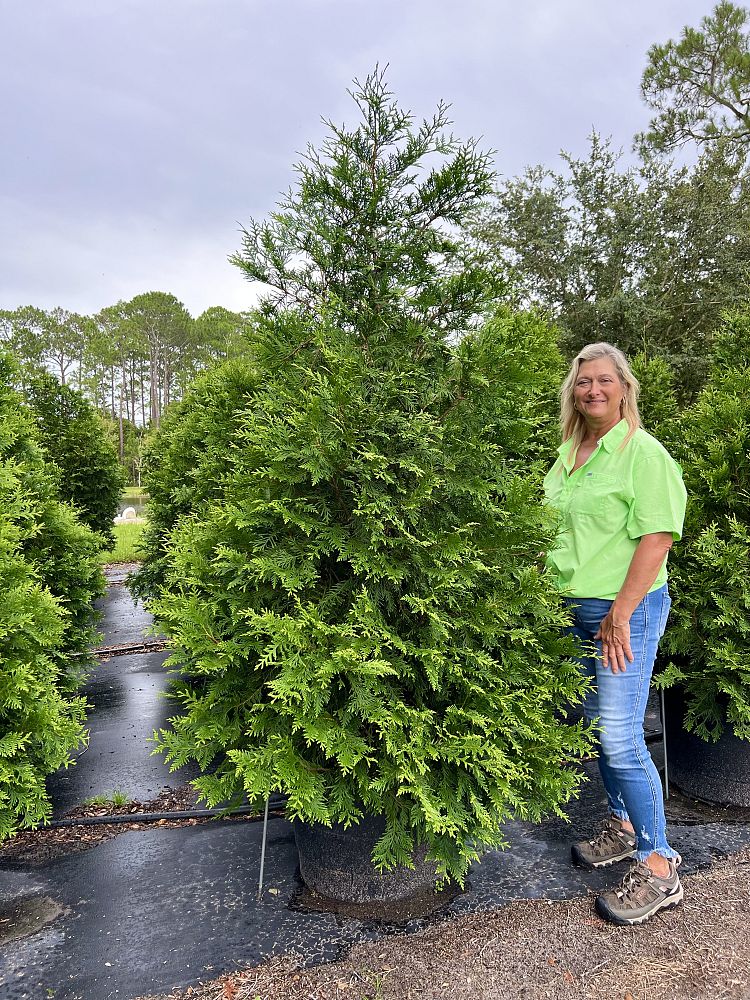 thuja-plicata-green-giant-western-red-cedar-giant-arborvitae