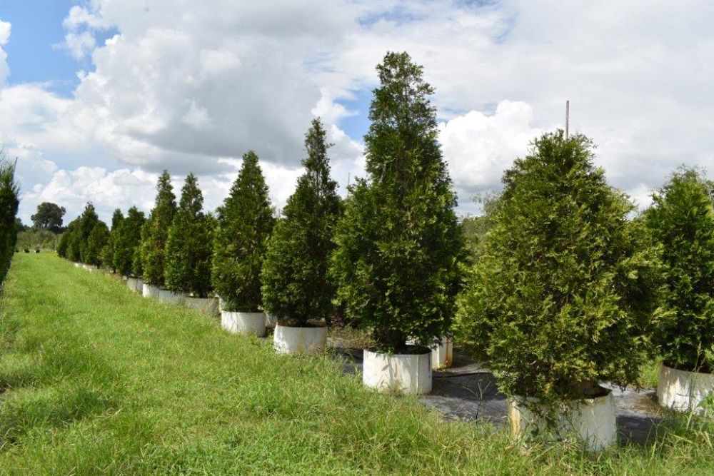 thuja-plicata-green-giant-western-red-cedar-giant-arborvitae