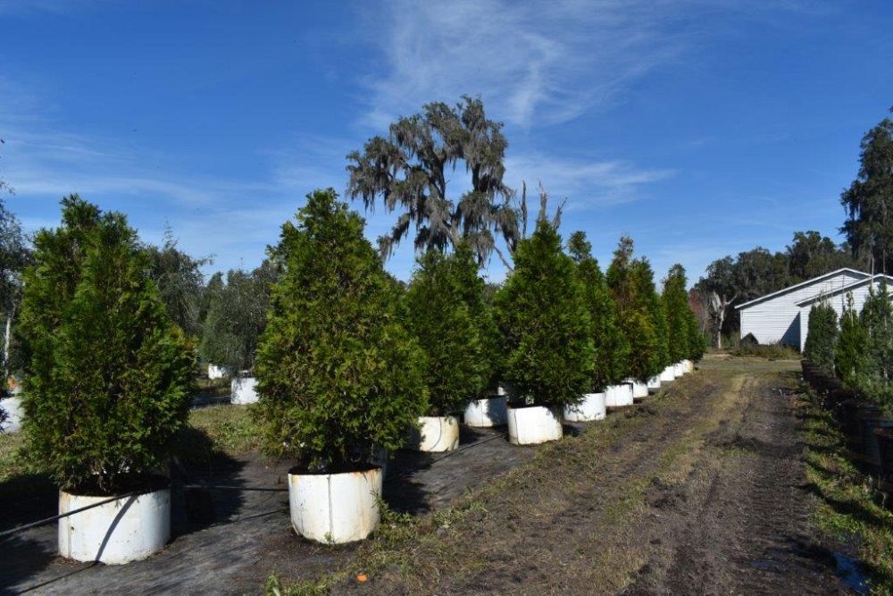 thuja-plicata-green-giant-western-red-cedar-giant-arborvitae