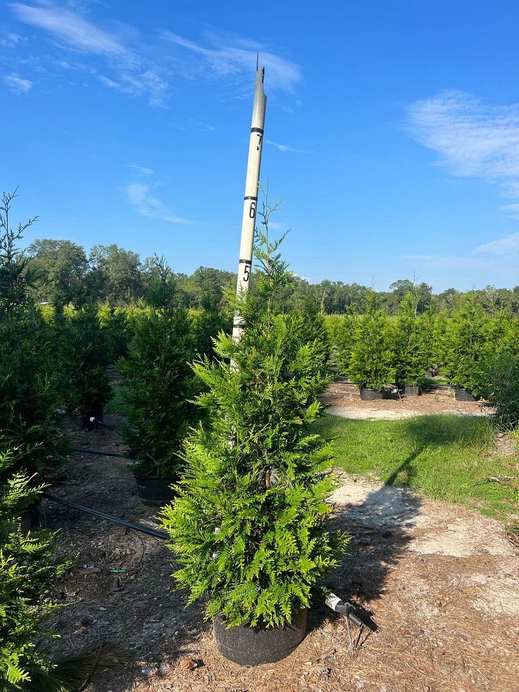 thuja-plicata-green-giant-western-red-cedar-giant-arborvitae