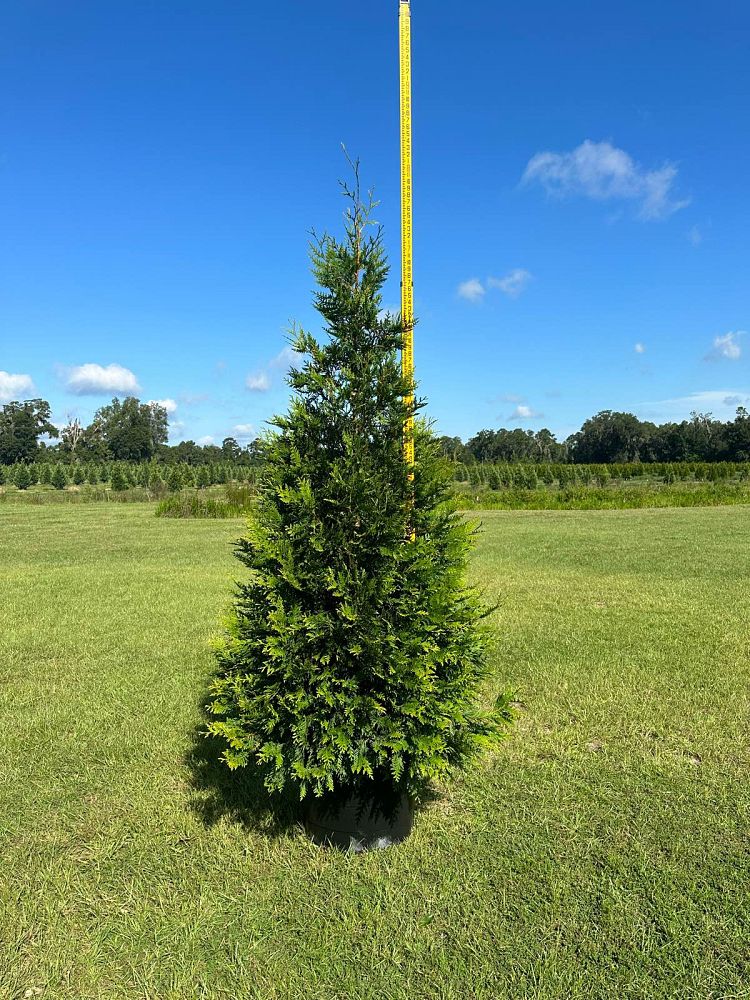 thuja-plicata-green-giant-western-red-cedar-giant-arborvitae