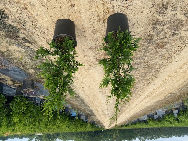 thuja-plicata-green-giant-western-red-cedar-giant-arborvitae