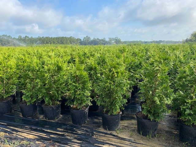 thuja-plicata-green-giant-western-red-cedar-giant-arborvitae
