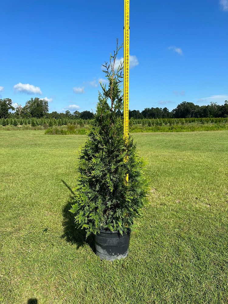 thuja-plicata-green-giant-western-red-cedar-giant-arborvitae
