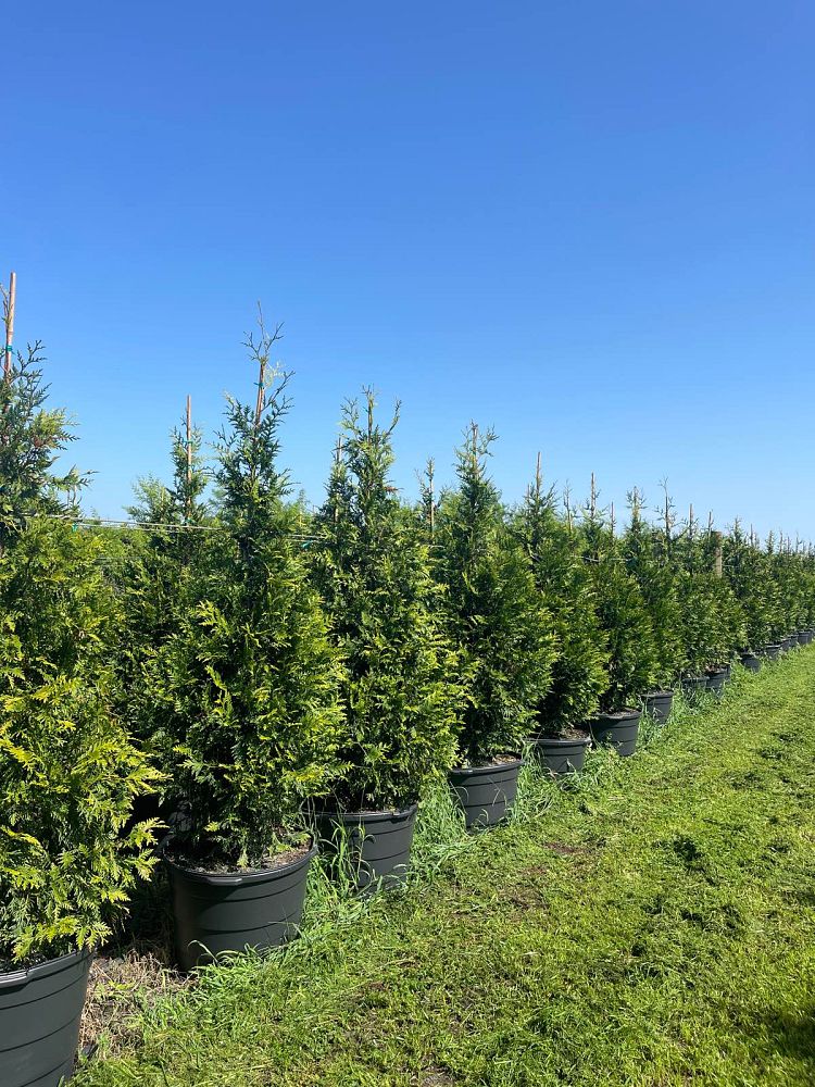 thuja-plicata-green-giant-western-red-cedar-giant-arborvitae