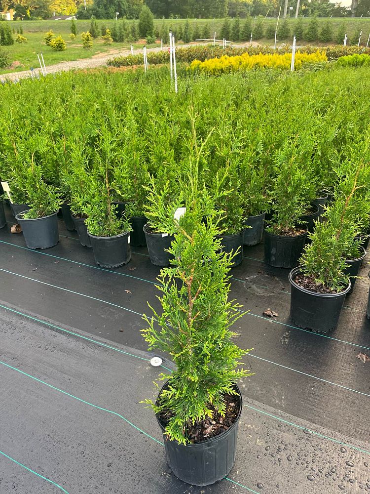 thuja-plicata-green-giant-western-red-cedar-giant-arborvitae