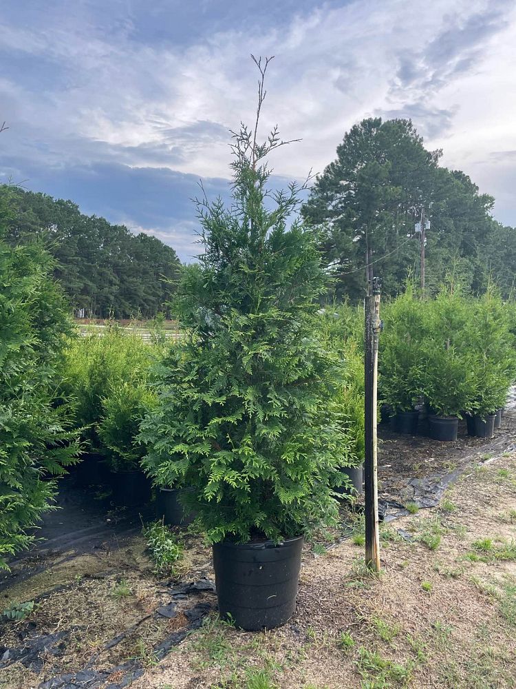 thuja-plicata-green-giant-western-red-cedar-giant-arborvitae