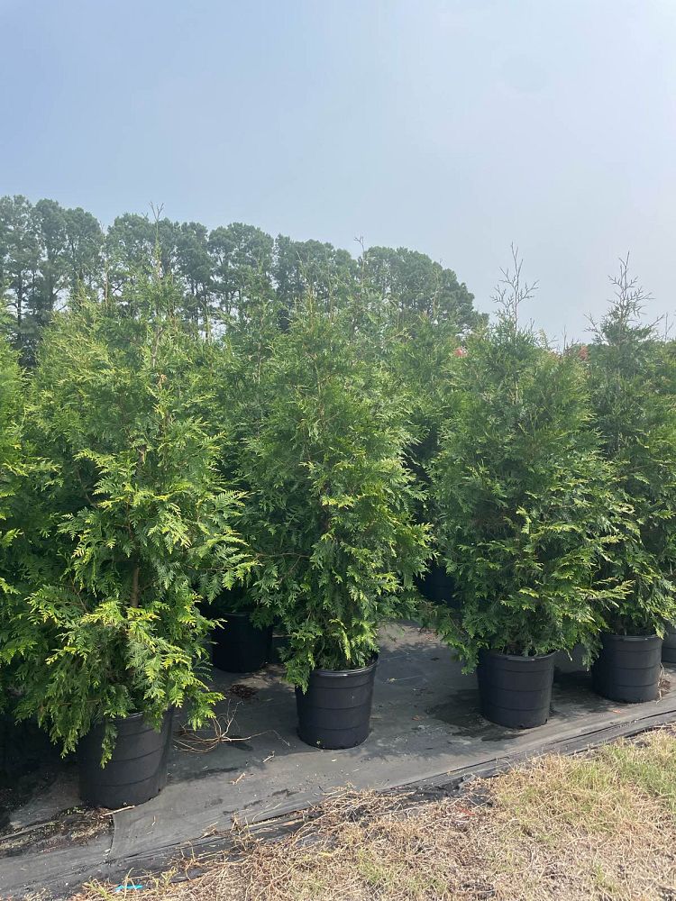 thuja-plicata-green-giant-western-red-cedar-giant-arborvitae