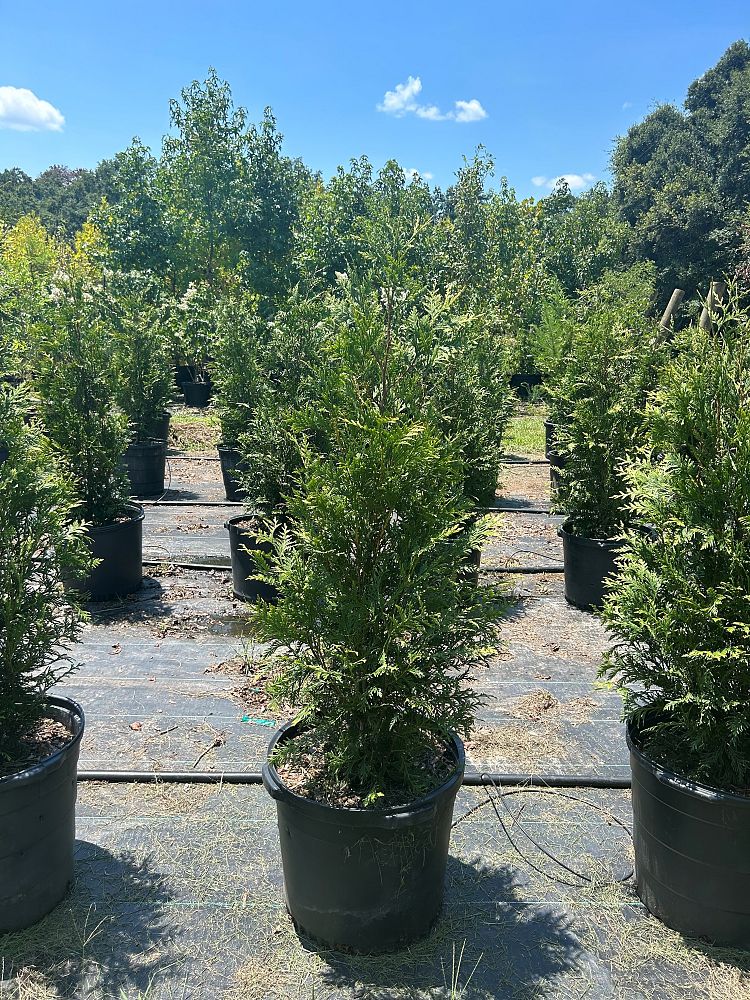 thuja-plicata-green-giant-western-red-cedar-giant-arborvitae