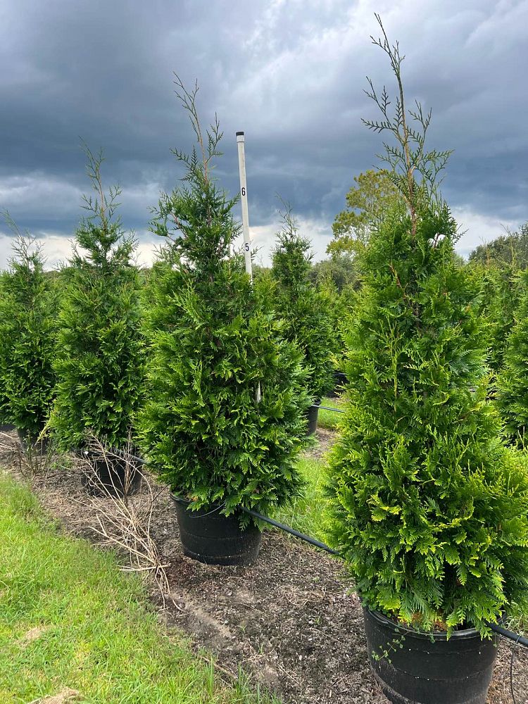 thuja-plicata-green-giant-western-red-cedar-giant-arborvitae