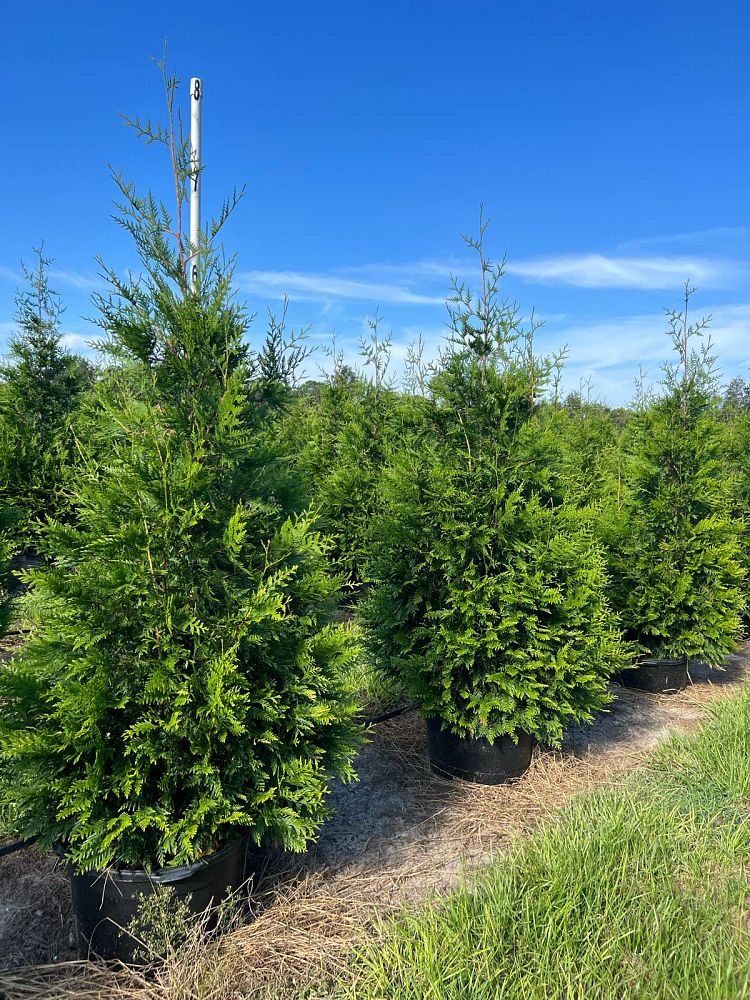 thuja-plicata-green-giant-western-red-cedar-giant-arborvitae