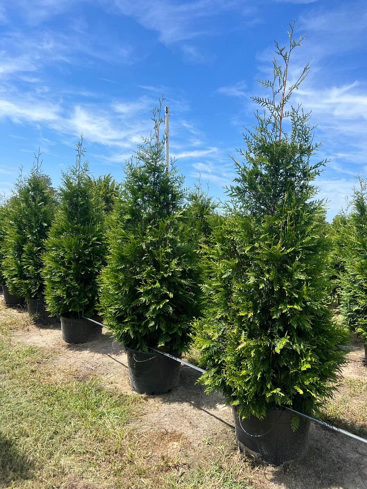 thuja-plicata-green-giant-western-red-cedar-giant-arborvitae