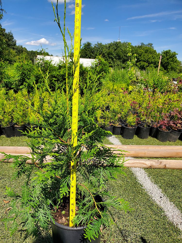 thuja-plicata-green-giant-western-red-cedar-giant-arborvitae