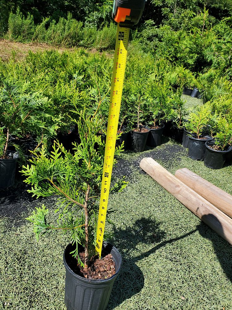 thuja-plicata-green-giant-western-red-cedar-giant-arborvitae