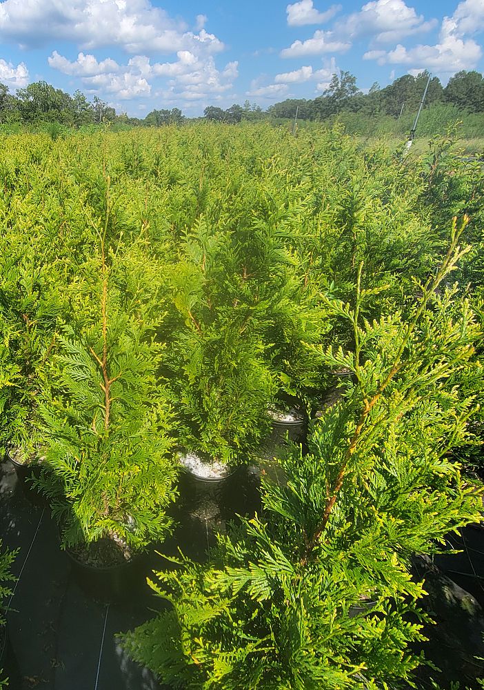 thuja-plicata-green-giant-western-red-cedar-giant-arborvitae
